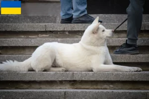 Scopri di più sull'articolo Allevatori di Hokkaido e cuccioli in Ucraina