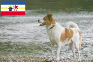 Scopri di più sull'articolo Allevatori di Norrbottenspitz e cuccioli in Meclemburgo-Pomerania Anteriore