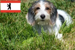 Scopri di più sull'articolo Allevatori di Petit Basset Griffon Vendéen e cuccioli a Berlino