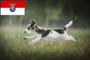 Scopri di più sull'articolo Allevatori di Petit Basset Griffon Vendéen e cuccioli in Hessen