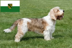 Scopri di più sull'articolo Allevatori di Petit Basset Griffon Vendéen e cuccioli in Sassonia