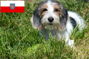 Scopri di più sull'articolo Allevatori di Petit Basset Griffon Vendéen e cuccioli in Turingia