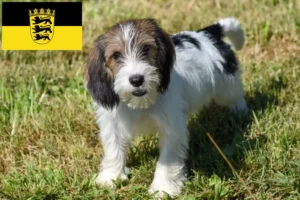 Scopri di più sull'articolo Allevatori di Petit Basset Griffon Vendéen e cuccioli in Baden-Württemberg