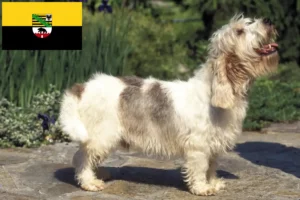 Scopri di più sull'articolo Allevatori di Petit Basset Griffon Vendéen e cuccioli in Sassonia-Anhalt