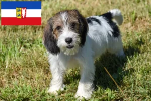 Scopri di più sull'articolo Allevatori di Petit Basset Griffon Vendéen e cuccioli in Schleswig-Holstein