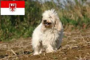 Scopri di più sull'articolo Allevatori di Petit Basset Griffon Vendéen e cuccioli a Brandeburgo