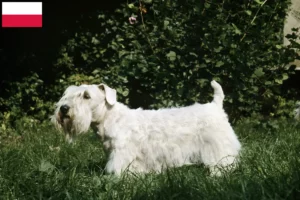 Scopri di più sull'articolo Allevatori di Sealyham Terrier e cuccioli in Polonia