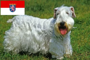 Scopri di più sull'articolo Allevamenti di Sealyham Terrier e cuccioli in Assia