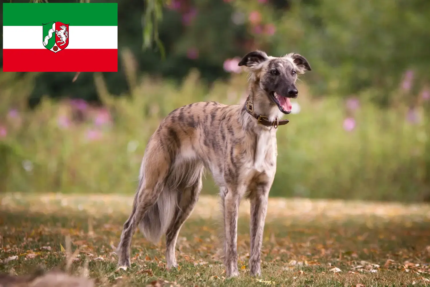 Scopri di più sull'articolo Allevatori di Silken Windsprite e cuccioli in Nord Reno-Westfalia