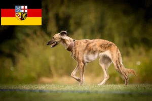 Scopri di più sull'articolo Allevatori di Silken Windsprite e cuccioli in Saarland