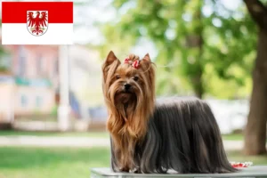 Scopri di più sull'articolo Allevatori di Yorkshire Terrier e cuccioli a Brandeburgo