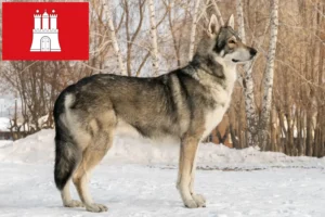 Scopri di più sull'articolo Allevatori e cuccioli di Saarloos Wolfhound a Amburgo