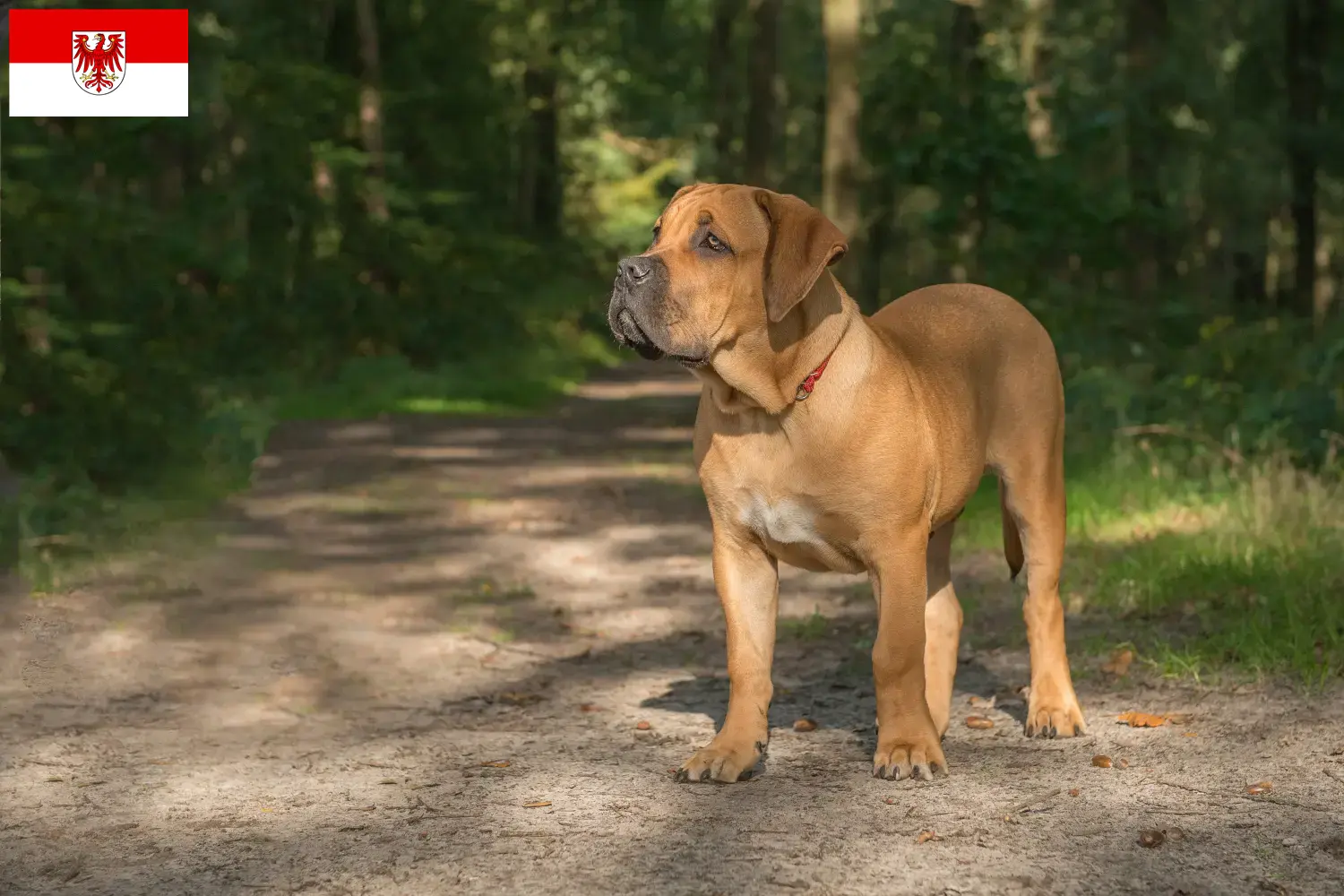 Scopri di più sull'articolo Allevatori di Boerboel e cuccioli in Brandeburgo