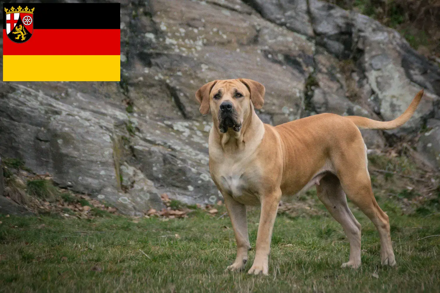 Scopri di più sull'articolo Allevatori di Boerboel e cuccioli in Renania-Palatinato