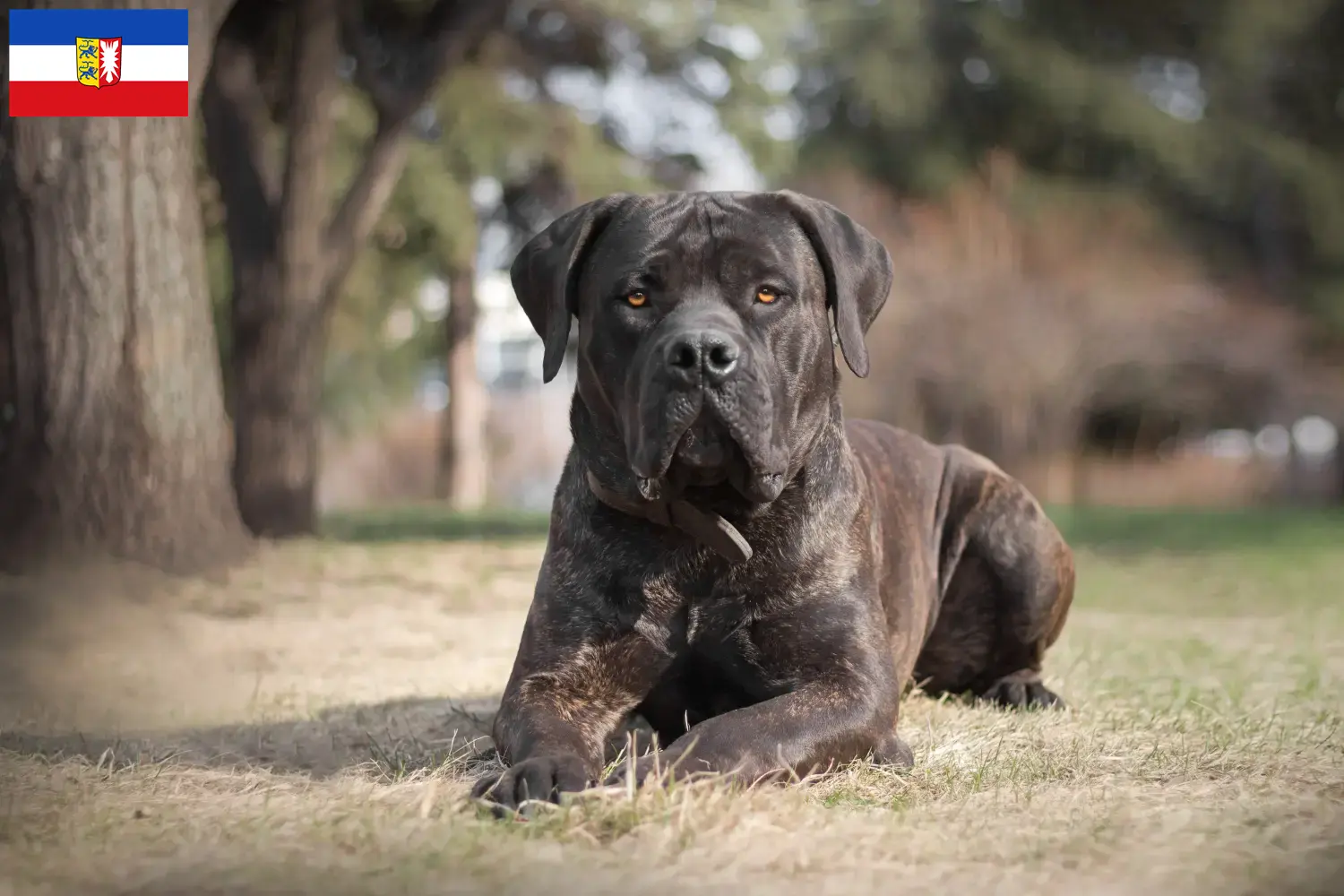 Scopri di più sull'articolo Allevatori di Boerboel e cuccioli in Schleswig-Holstein