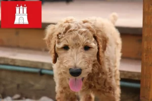 Scopri di più sull'articolo Allevatori e cuccioli di Goldendoodle a Amburgo