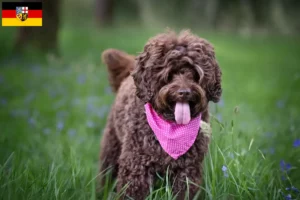 Scopri di più sull'articolo Allevatori di Labradoodle australiani e cuccioli in Saarland