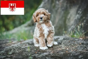 Scopri di più sull'articolo Allevatori di Maltipoo e cuccioli a Brandenburg