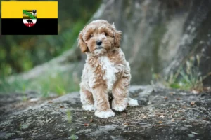 Scopri di più sull'articolo Allevatori e cuccioli di Maltipoo in Sassonia-Anhalt