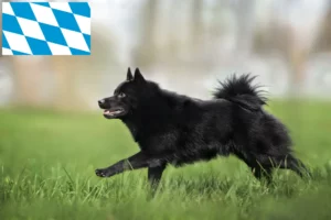 Scopri di più sull'articolo Allevatori di Schipperke e cuccioli in Baviera