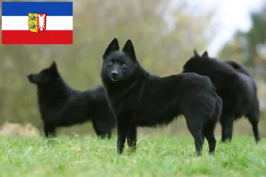 Scopri di più sull'articolo Allevatori di Schipperke e cuccioli in Schleswig-Holstein