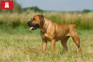 Scopri di più sull'articolo Allevatori di Boerboel e cuccioli a Amburgo