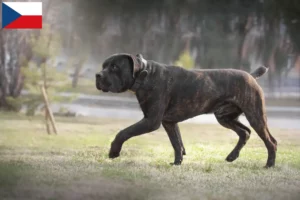 Scopri di più sull'articolo Allevatori di Boerboel e cuccioli in Repubblica Ceca