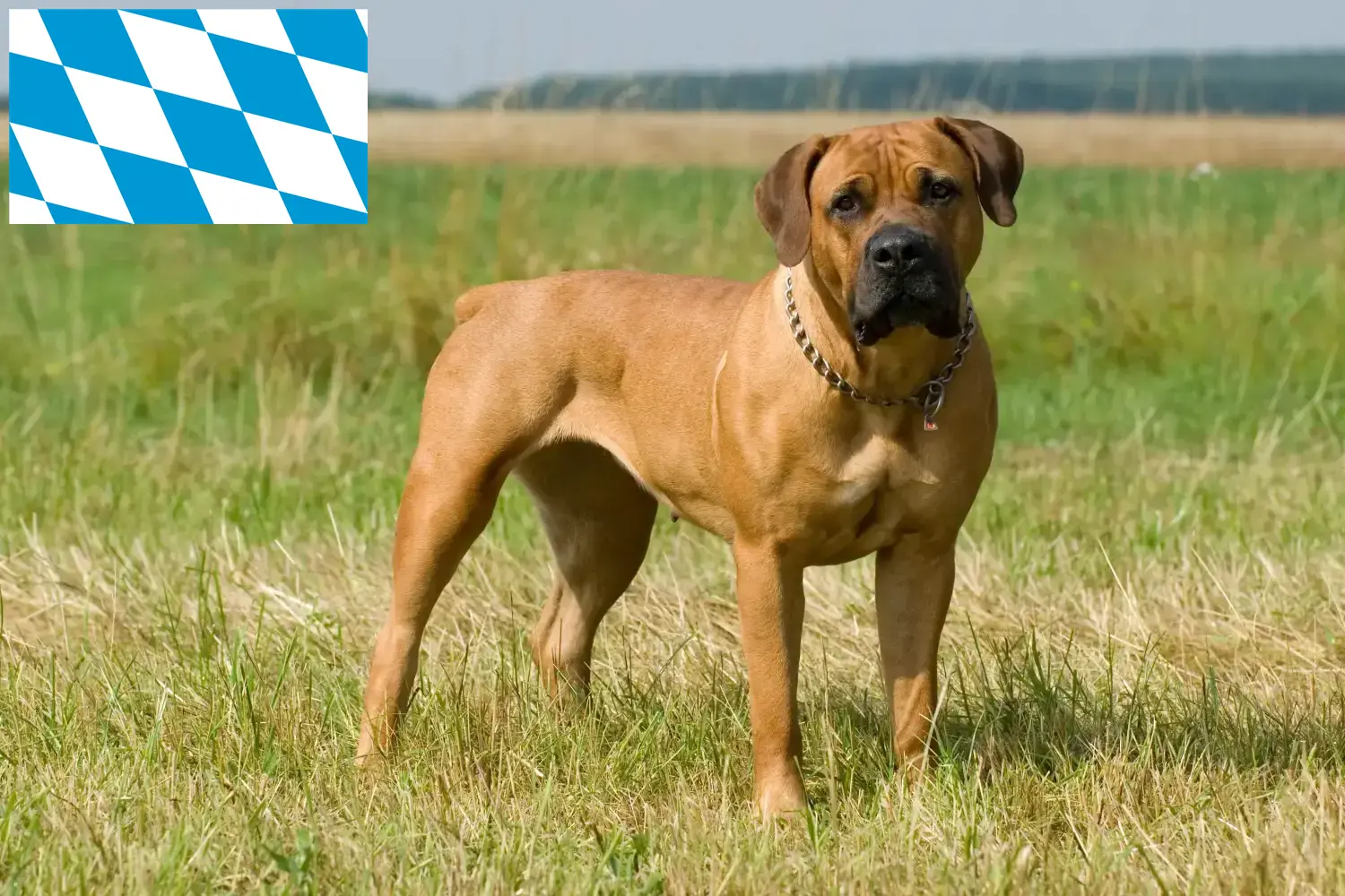 Scopri di più sull'articolo Allevatori di Boerboel e cuccioli in Baviera