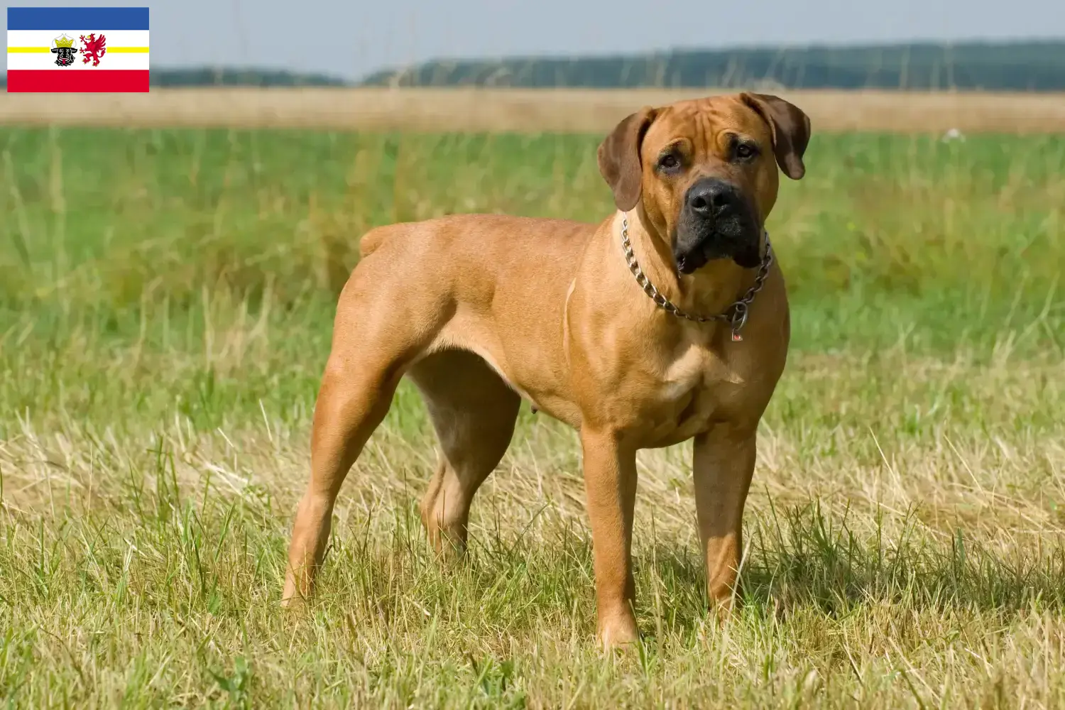 Scopri di più sull'articolo Allevatori di Boerboel e cuccioli in Mecklenburg-Vorpommern