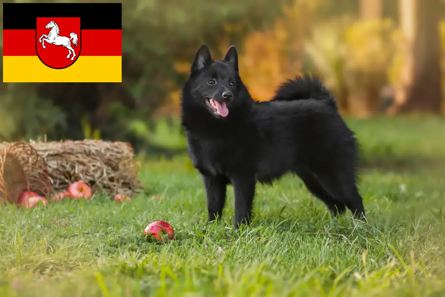 Scopri di più sull'articolo Allevatori di Schipperke e cuccioli in Bassa Sassonia