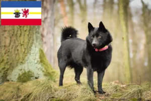 Scopri di più sull'articolo Allevatori e cuccioli di Schipperke in Meclemburgo-Pomerania Anteriore