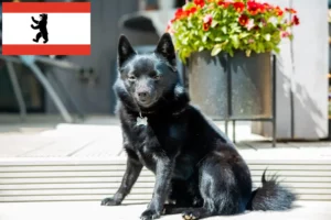 Scopri di più sull'articolo Allevatori di Schipperke e cuccioli a Berlino