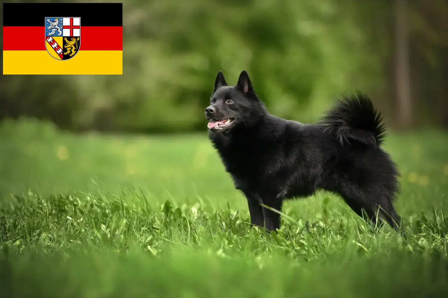 Scopri di più sull'articolo Allevatori di Schipperke e cuccioli in Saarland