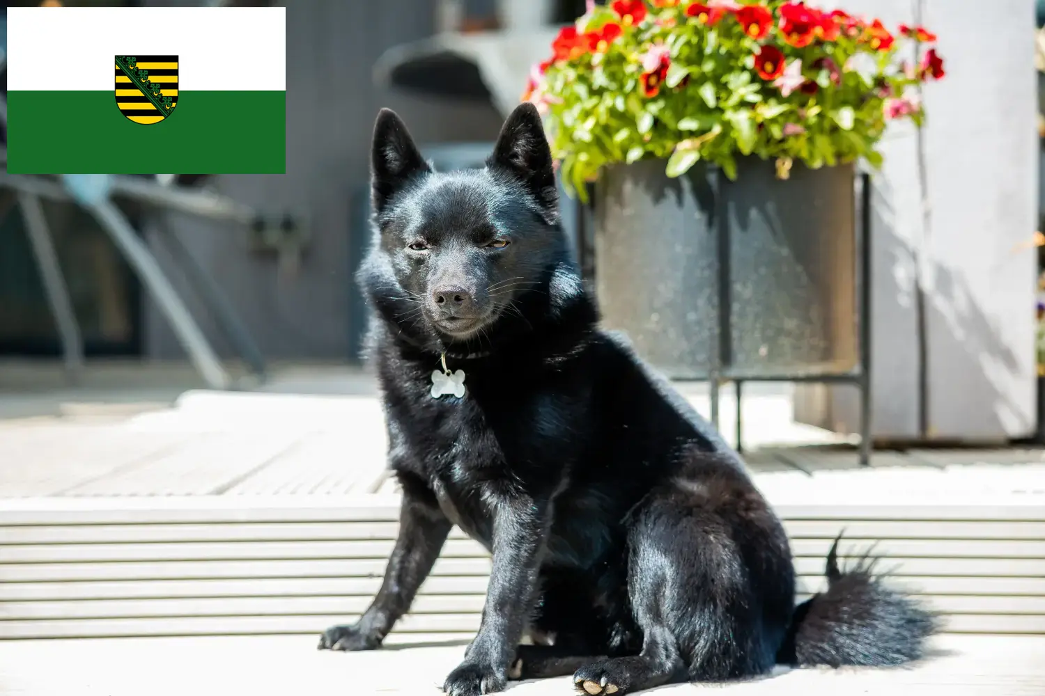 Scopri di più sull'articolo Allevatori di Schipperke e cuccioli in Sassonia