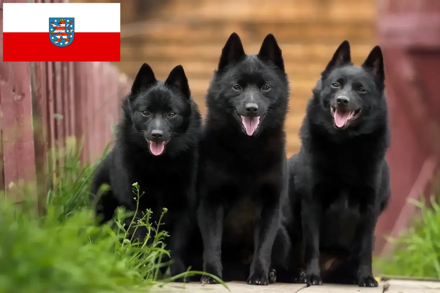 Scopri di più sull'articolo Allevatori di Schipperke e cuccioli in Turingia