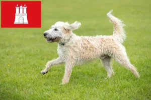 Scopri di più sull'articolo Allevatori di Labradoodle e cuccioli a Amburgo