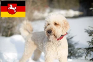 Scopri di più sull'articolo Allevatori di Labradoodle e cuccioli in Bassa Sassonia