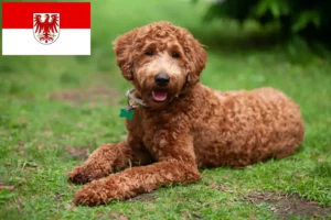 Scopri di più sull'articolo Allevatori di Labradoodle e cuccioli in Brandeburgo