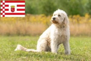 Scopri di più sull'articolo Allevatori di Labradoodle e cuccioli a Brema