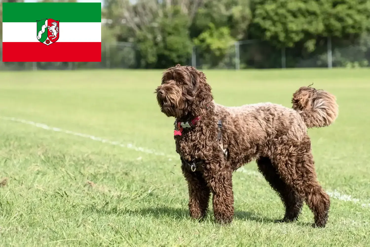 Scopri di più sull'articolo Allevatori di Labradoodle e cuccioli in Nord Reno-Westfalia