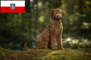 Scopri di più sull'articolo Allevatori di Labradoodle e cuccioli in Turingia