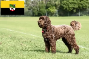 Scopri di più sull'articolo Allevatori e cuccioli di Labradoodle in Sassonia-Anhalt