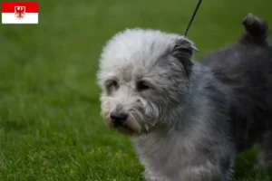 Scopri di più sull'articolo Allevatori e cuccioli di Irish Glen of Imaal Terrier a Brandeburgo