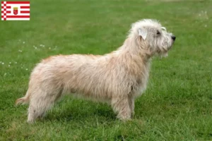 Scopri di più sull'articolo Allevatori e cuccioli di Irish Glen of Imaal Terrier a Bremen