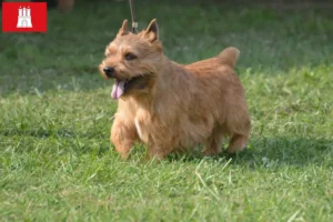 Scopri di più sull'articolo Allevatori e cuccioli di Irish Glen of Imaal Terrier a Amburgo