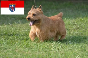 Scopri di più sull'articolo Allevatori e cuccioli di Irish Glen of Imaal Terrier in Hessen