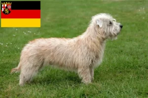 Scopri di più sull'articolo Allevatori di Irish Glen of Imaal Terrier e cuccioli in Renania-Palatinato