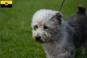 Scopri di più sull'articolo Allevatori e cuccioli di Irish Glen of Imaal Terrier in Sassonia-Anhalt